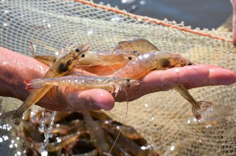 Sao Ta hướng tới hoàn thành mục tiêu lợi nhuận 420 tỷ đồng