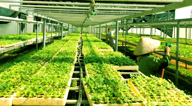 M&ocirc; h&igrave;nh trồng dược liệu hữu cơ m&agrave; doanh nghiệp n&agrave;y đang &aacute;p dụng được cấp chứng nhận đạt chuẩn OCOP 4 sao, 5 sao của Quảng Trị - Ảnh: T.G