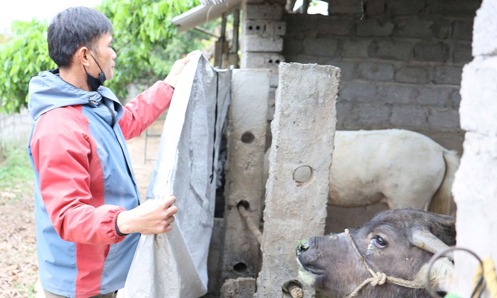 Gia đ&igrave;nh anh Ng&ocirc; Văn Tiềm, th&ocirc;n Trung Sơn, x&atilde; Đại Sơn che bạt tr&aacute;nh gi&oacute; l&ugrave;a, bảo vệ gia s&uacute;c.
