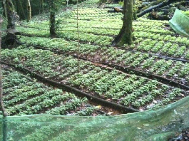 Đà Nẵng: Gieo giống sâm Ngọc Linh sẵn sàng cho vụ mùa mới