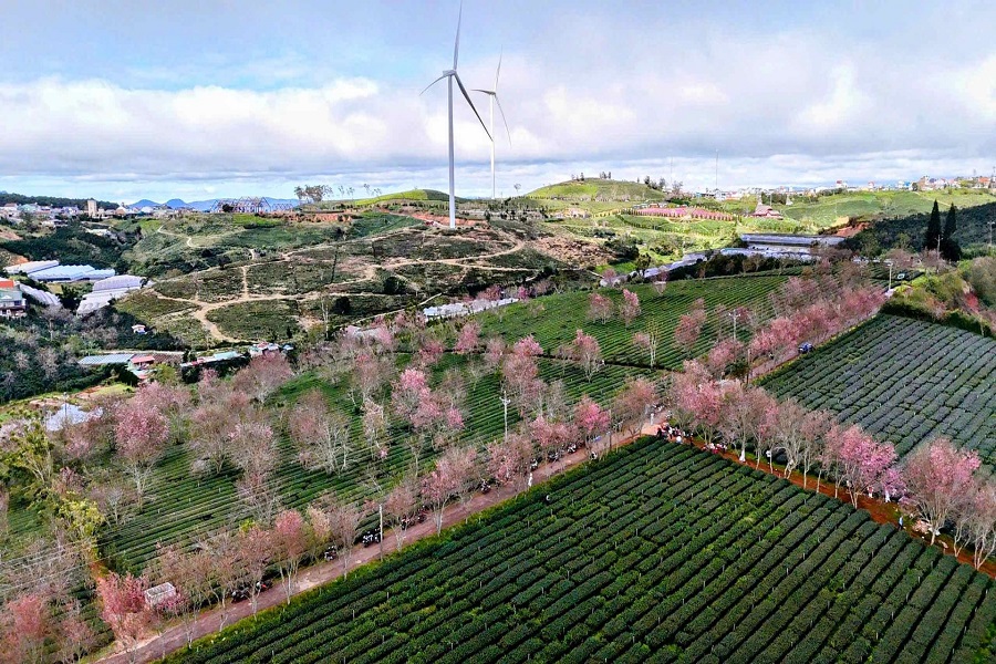 Lâm Đồng: Lễ hội hoa mai anh đào Đà Lạt khai mạc từ ngày 16/1