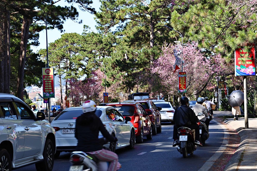 Mai anh đ&agrave;o nở rộ dọc tuyến đường Trần Hưng Đạo, khu vực trung t&acirc;m Đ&agrave; Lạt dịp đầu năm 2025. Năm nay, dự kiến hoa mai anh đ&agrave;o Đ&agrave; Lạt khu vực trung t&acirc;m sẽ nở rộ từ khoảng 16/1 tới đầu th&aacute;ng 2/2026