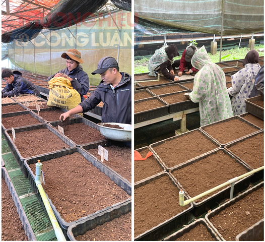Gieo ươm hạt giống.