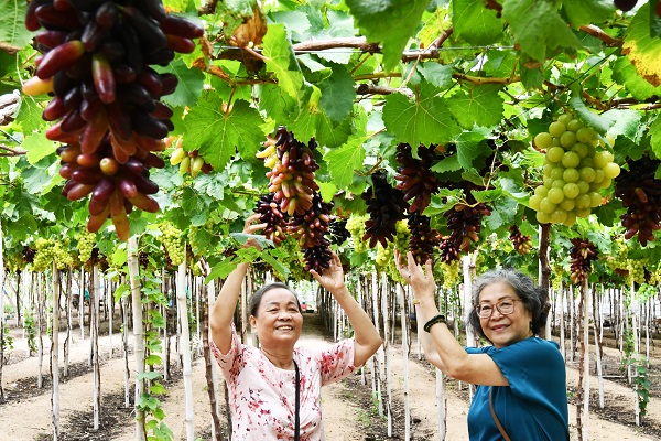 Du kh&aacute;ch tham quan L&agrave;ng nho Th&aacute;i An, x&atilde; Vĩnh Hải, Kh&aacute;nh H&ograve;a