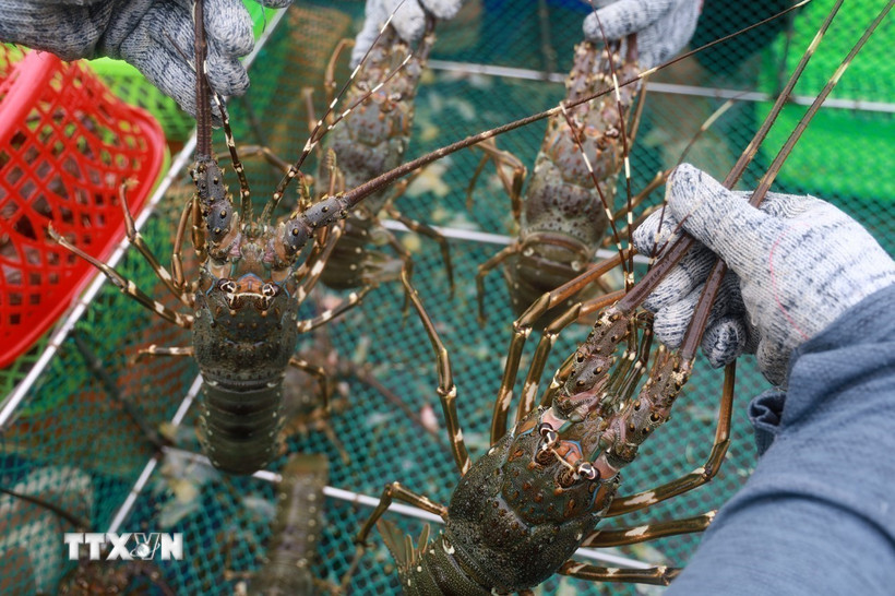 Tăng trưởng kinh tế Việt Nam nằm trong nh&oacute;m dẫn đầu ch&acirc;u &Aacute;. Trong ảnh l&agrave; B&agrave; Rịa-Vũng T&agrave;u (Th&agrave;nh phố Hồ Ch&iacute; Minh) sẵn s&agrave;ng trở th&agrave;nh Trung t&acirc;m c&ocirc;ng nghiệp năng lượng t&aacute;i tạo ngo&agrave;i khơi. (Ảnh minh họa: TTXVN)