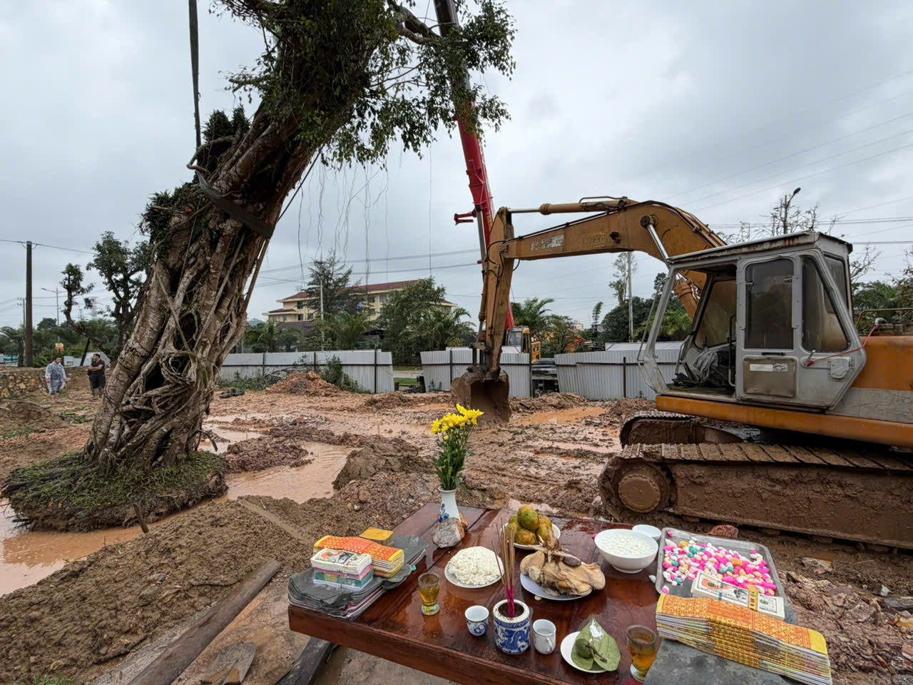 Mỗi Cây cổ thụ tuổi đời nhiều thế kỷ có truyền thuyết riêng Mỗi Cây cổ thụ tuổi đời nhiều thế kỷ có truyền thuyết riêng