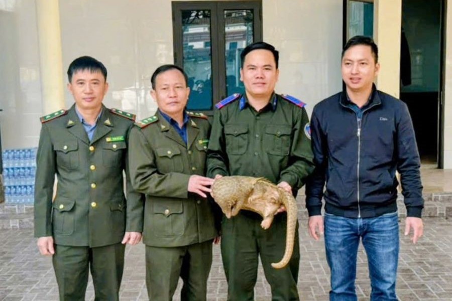 Hà Tĩnh: Người dân giao nộp 1 cá thể tê tê quý hiếm