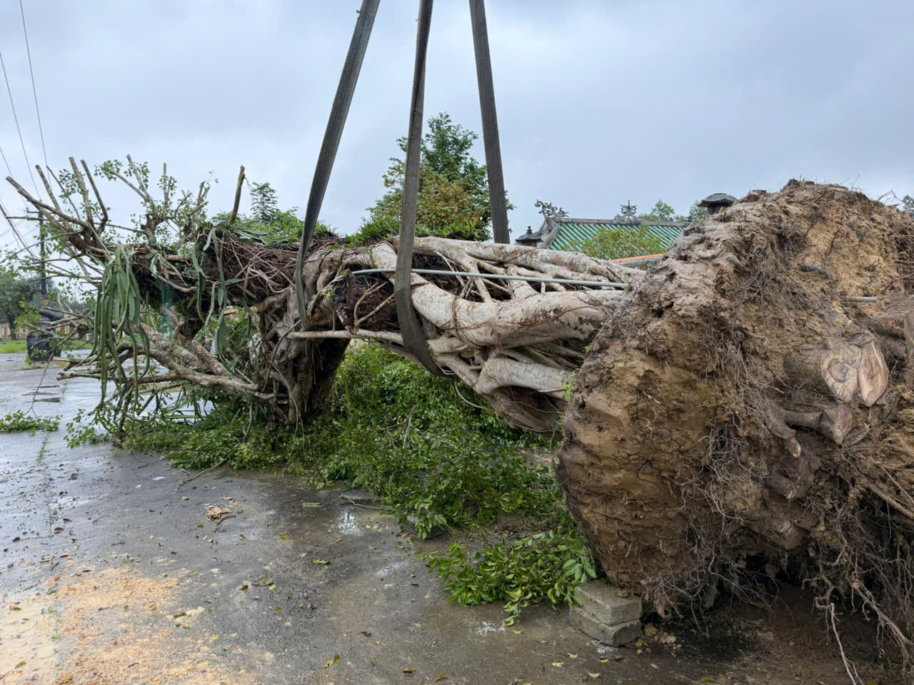 Những cây cổ thụ nhiều tỉ đồng được mua về Những cây cổ thụ nhiều tỉ đồng được mua về