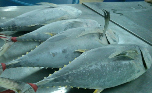 Việt Nam xuất khẩu thủy sản sang Canada thu hơn 38 triệu USD, Thái Lan là đối thủ lớn nhất