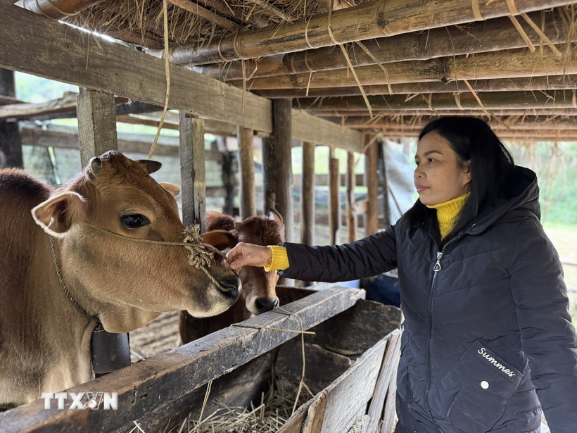 C&aacute;c địa phương ở tỉnh Cao Bằng đ&atilde; chủ động triển khai c&ocirc;ng t&aacute;c tuy&ecirc;n truyền, hướng dẫn người d&acirc;n che chắn chuồng trại, dự trữ thức ăn cho đ&agrave;n vật nu&ocirc;i. (Ảnh: Chu Hiệu/TTXVN)