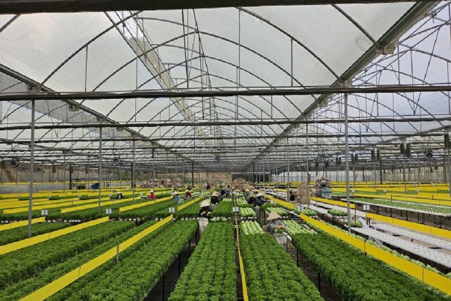 Langbiang Farm một m&ocirc; h&igrave;nh n&ocirc;ng nghiệp hiện đại, năng suất vượt trội v&agrave; chất lượng bền vững. Ảnh: Langbiang Farm