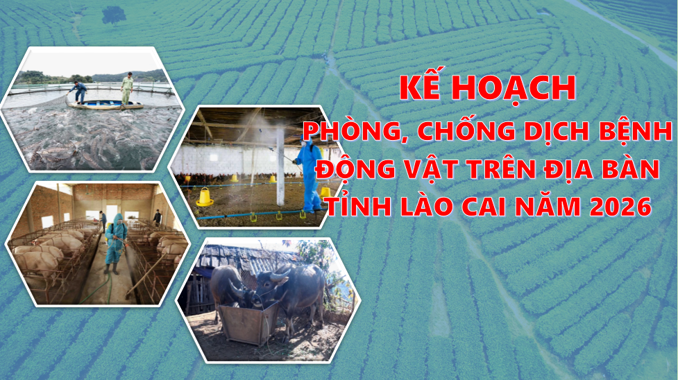 Lào Cai triển khai Kế hoạch phòng, chống dịch bệnh động vật năm 2026