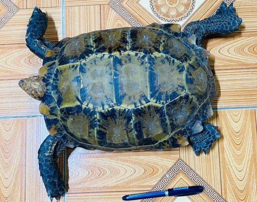 Quảng Trị: Người dân giao nộp cá thể rùa núi viền quý hiếm bắt được khi đi làm đồng