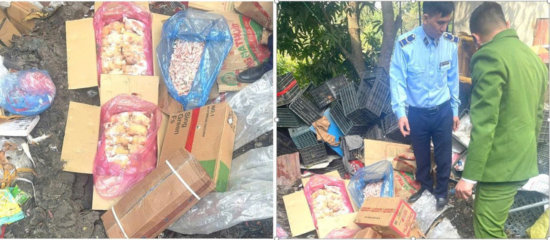 Sơn La: Thu giữ gần 400 kg chân gà, thịt đông lạnh không rõ nguồn gốc