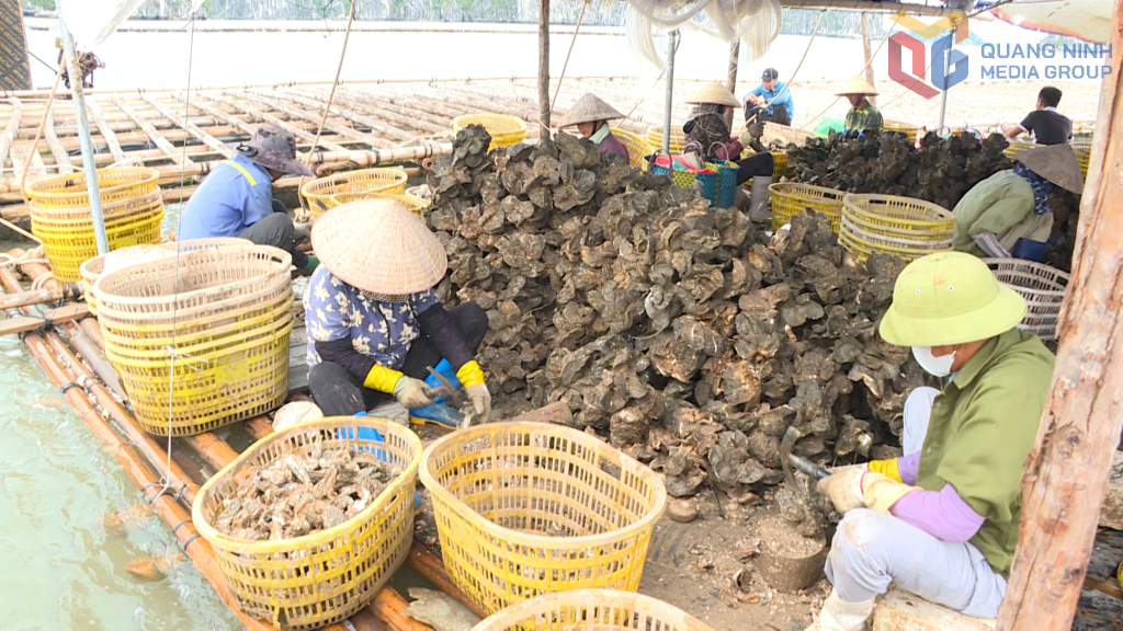 Ngư d&acirc;n phường H&agrave; An thu hoạch sản phẩm h&agrave;u cửa s&ocirc;ng, đối tượng nu&ocirc;i biển c&oacute; gi&aacute; trị kinh tế