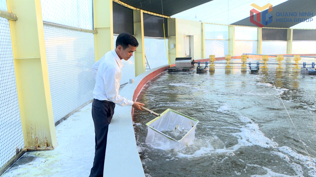 Gi&aacute;m đốc Hợp t&aacute;c x&atilde; nu&ocirc;i t&ocirc;m c&ocirc;ng nghệ cao Cẩm Phả kiểm tra chất lượng t&ocirc;m thẻ ch&acirc;n trắng nu&ocirc;i theo quy tr&igrave;nh 3 giai đoạn