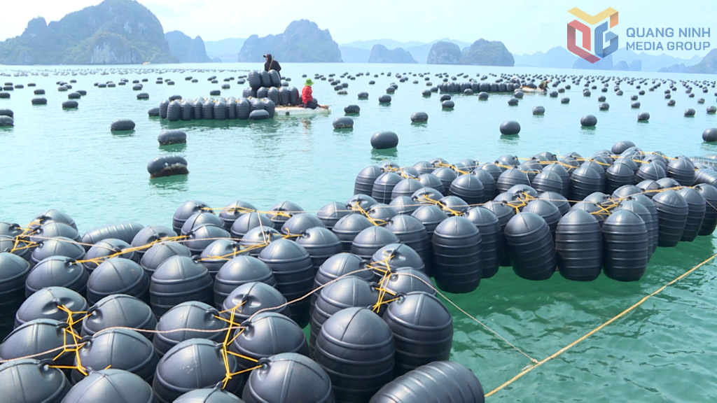 Ở v&ugrave;ng nu&ocirc;i biển ngo&agrave;i 6 hải l&yacute;, tỉnh sẽ ph&aacute;t triển nu&ocirc;i biển c&ocirc;ng nghiệp, quy m&ocirc; tối thiểu từ 50 ha trở l&ecirc;n