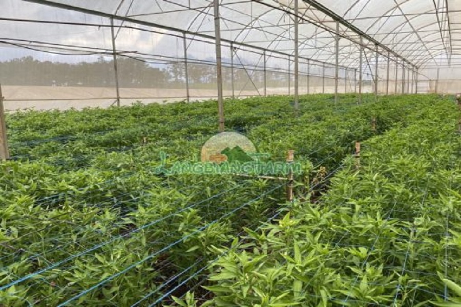 Trang trại trồng hoa Langbiang Farm. Ảnh: Langbiang Farm