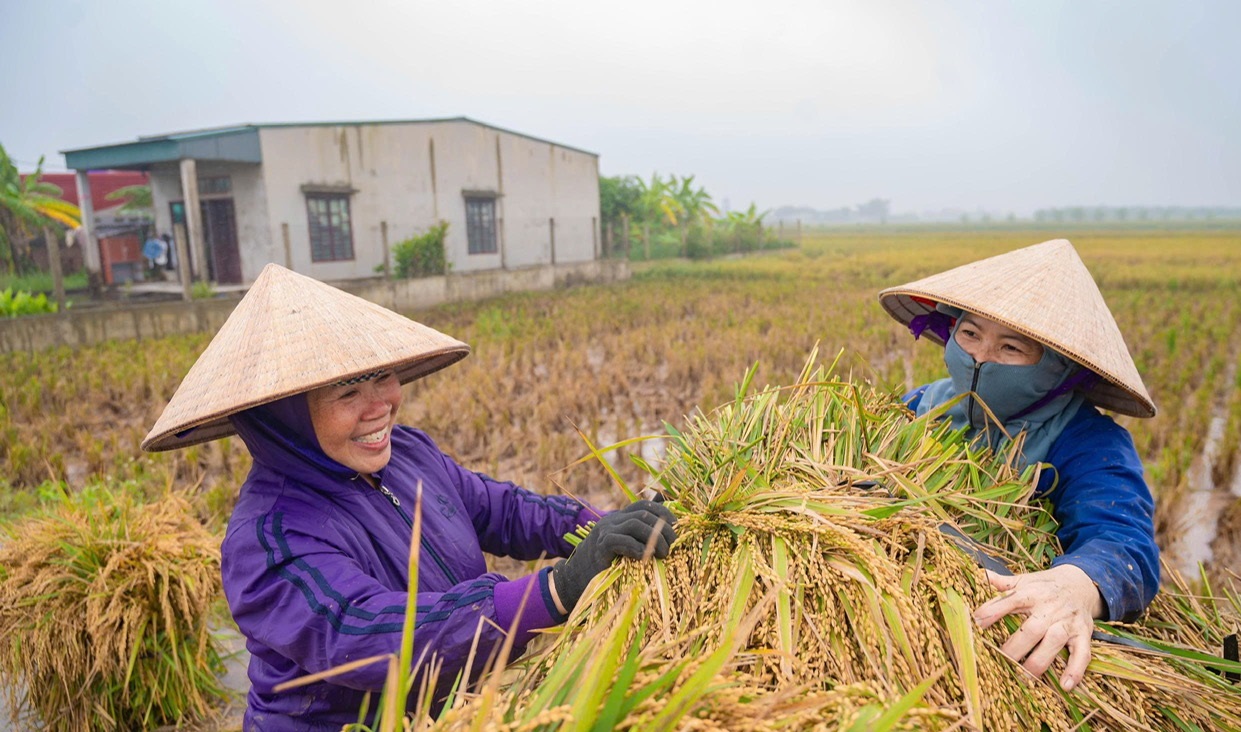 Giá lúa gạo hôm nay 10/1: Thị trường đi ngang. (Ảnh minh họa) Giá lúa gạo hôm nay 10/1: Thị trường đi ngang. (Ảnh minh họa)
