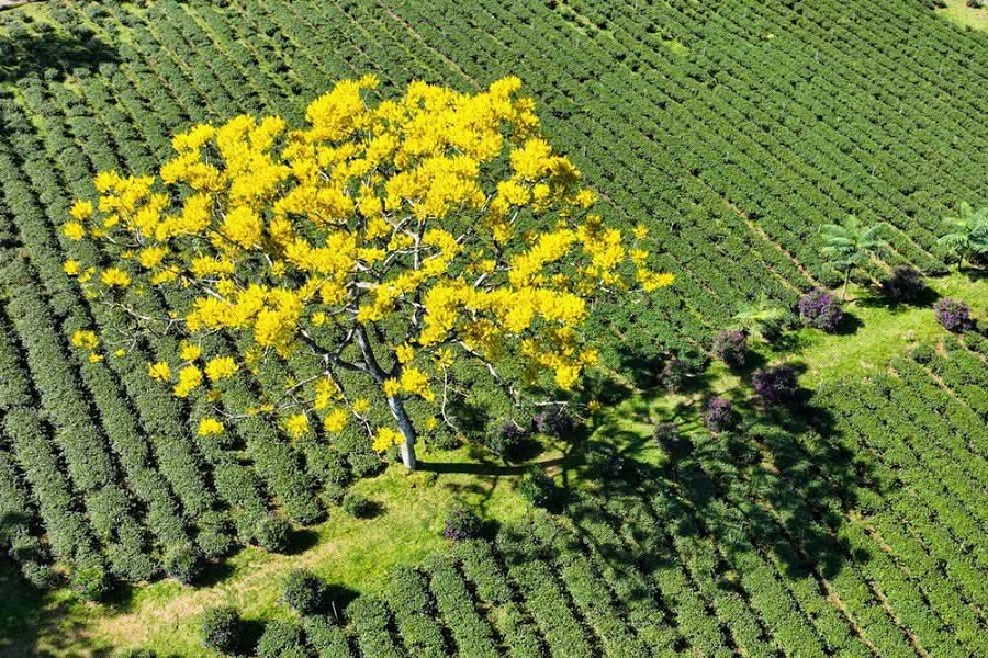 Phượng v&agrave;ng bung nở rực rỡ tr&ecirc;n cao nguy&ecirc;n Bảo Lộc. Ảnh: PV