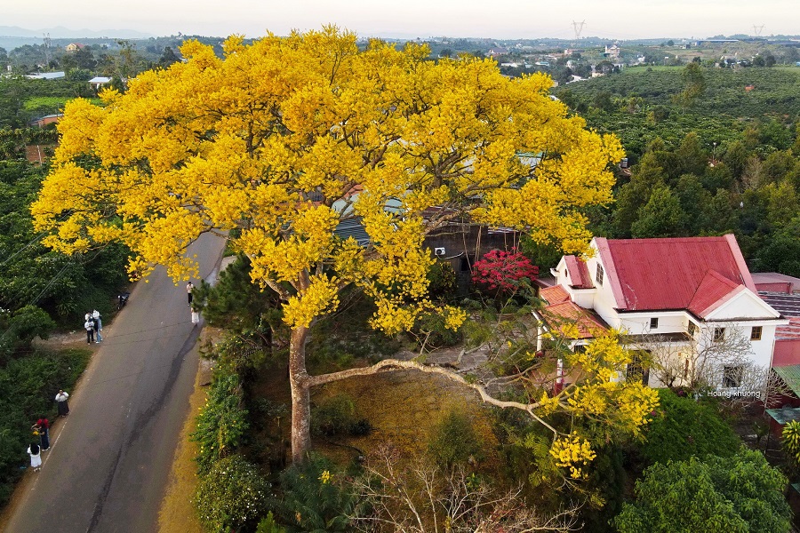 C&acirc;y phượng v&agrave;ng đường Ph&ugrave;ng Hưng phường 3 Bảo Lộc. Ảnh PV