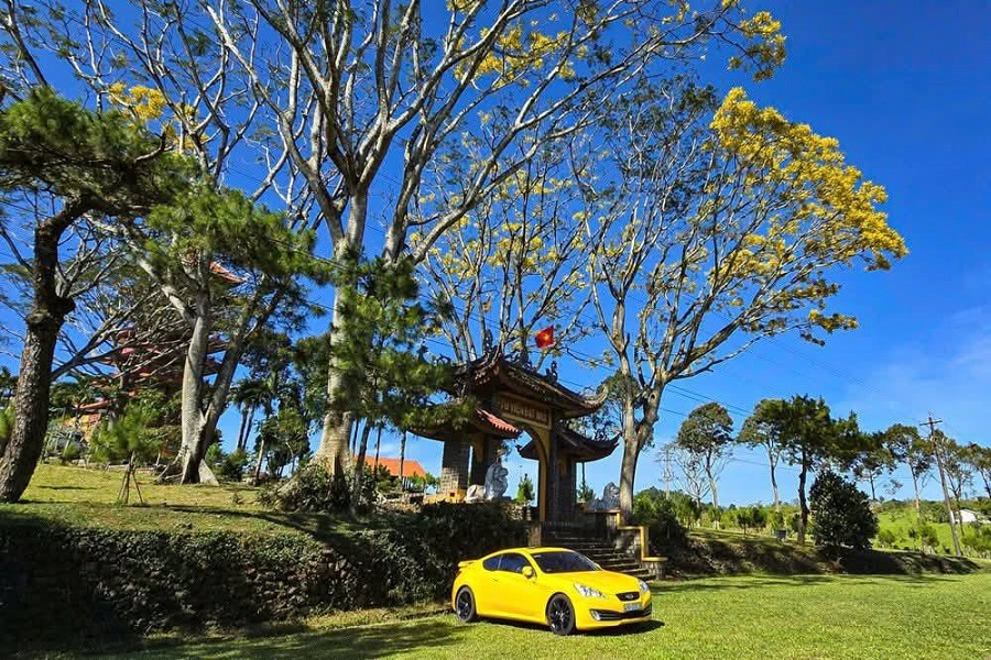 C&acirc;y phượng v&agrave;ng Tu viện B&aacute;t Nh&atilde;. Ảnh :PV