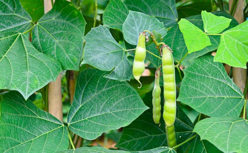 Bộ Y tế vào cuộc vụ 6 người ngộ độc sau khi ăn hạt củ đậu