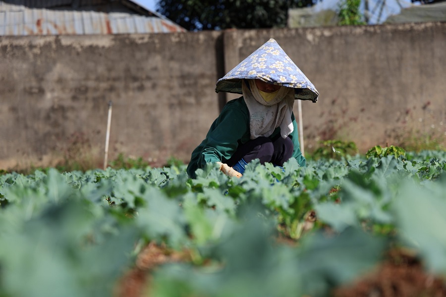 N&ocirc;ng d&acirc;n chăm s&oacute;c rau vụ Đ&ocirc;ng Xu&acirc;n, bảo đảm nguồn cung cho thị trường Tết Nguy&ecirc;n đ&aacute;n 2026