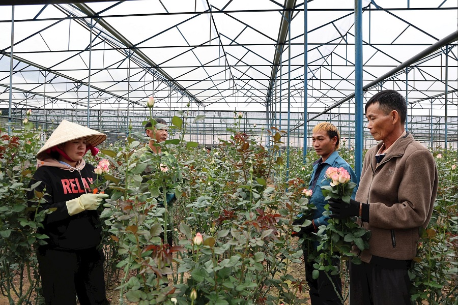 Lâm Đồng: Chủ động nguồn rau, hoa phục vụ Tết Nguyên đán Bính Ngọ năm 2026