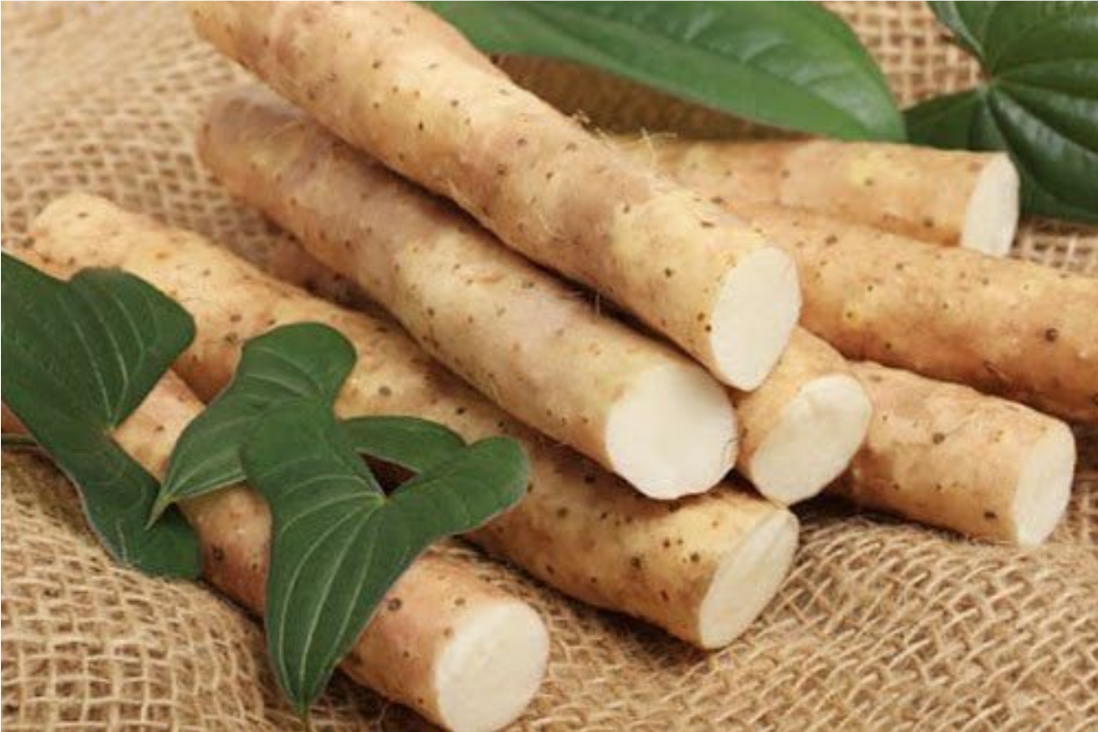 Củ m&agrave;i - Nguồn bổ sung estrogen nội sinh kh&ocirc;ng phải ai cũng biết