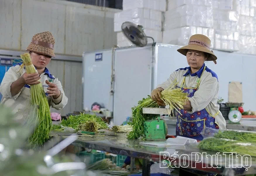 Sơ chế rau an to&agrave;n theo ti&ecirc;u chuẩn VietGAP tại Hợp t&aacute;c x&atilde; rau an to&agrave;n Tứ X&atilde;.