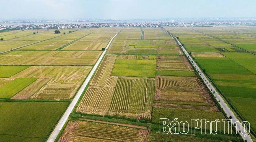 M&ocirc; h&igrave;nh c&aacute;nh đồng mẫu lớn tại x&atilde; Ph&ugrave;ng Nguy&ecirc;n.