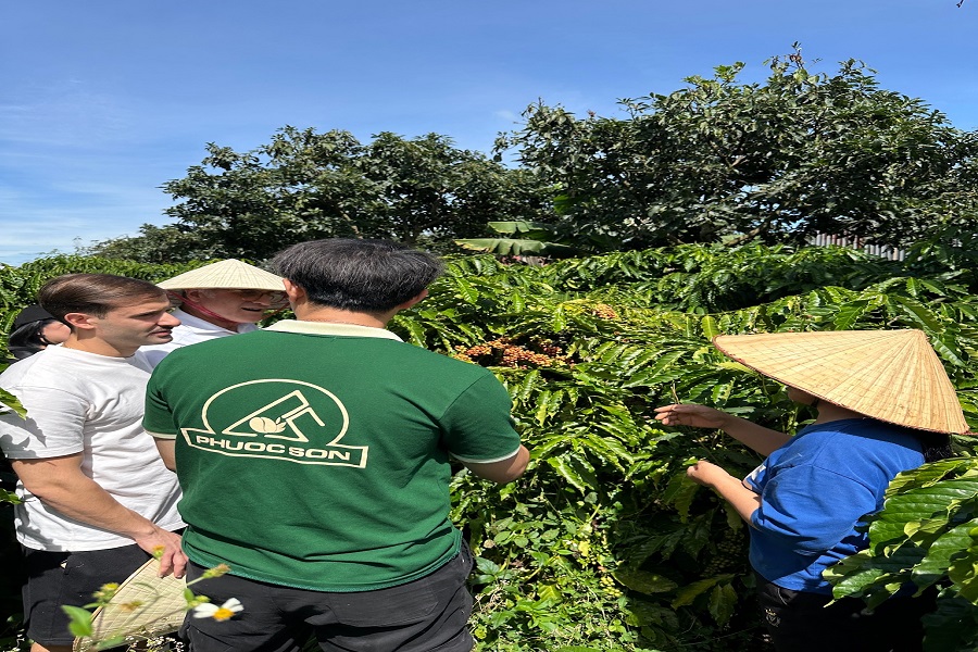 Đi kiểm tra vườn c&agrave; ph&ecirc; trước khi v&agrave;o thu hoạch của C&ocirc;ng ty TNHH Kinh doanh N&ocirc;ng sản Phước Sơn