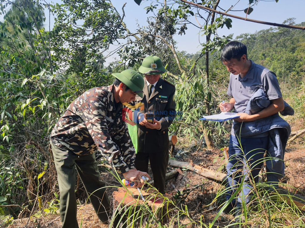 Quảng Ninh kiểm tra hiện trường một số khu vực rừng thông từng có hoạt động khai thác
