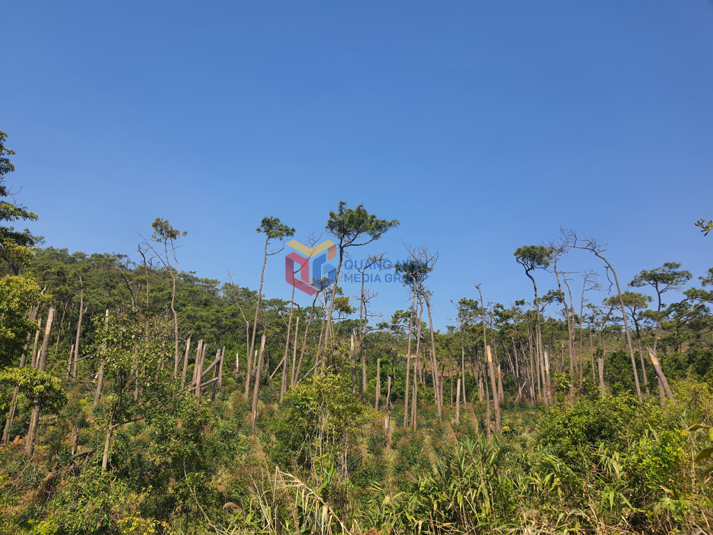 Thời điểm hiện tại, vị tr&iacute; rừng khoảnh 5, tiểu khu 96a, phường Tuần Ch&acirc;u c&ograve;n nhiều c&acirc;y th&ocirc;ng bị g&atilde;y đổ, g&atilde;y ngọn, mật độ rất thấp (khoảng 40 c&acirc;y/ha), chưa đảm bảo ti&ecirc;u ch&iacute; th&agrave;nh rừng
