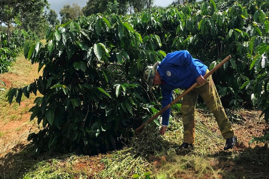 L&agrave;m cỏ, dọn vệ sinh vườn c&agrave; ph&ecirc;. Ảnh: PV