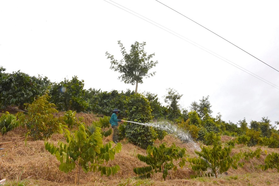 &Ocirc;ng Nguyễn Văn Thanh tưới nước để th&uacute;c c&acirc;y c&agrave; ph&ecirc; ph&acirc;n h&oacute;a mầm ra hoa đồng loạt. Ảnh: PV