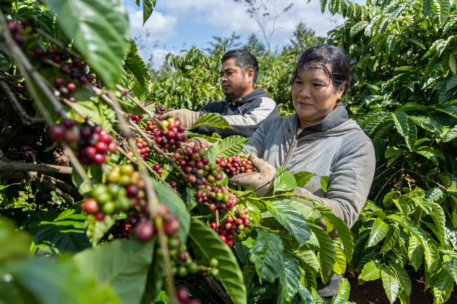 Gi&aacute; c&agrave; ph&ecirc; h&ocirc;m nay 15/1: Trong nước tăng nhẹ, Đắk Lắk dẫn đầu với 98.400 đồng/kg (Ảnh minh họa)