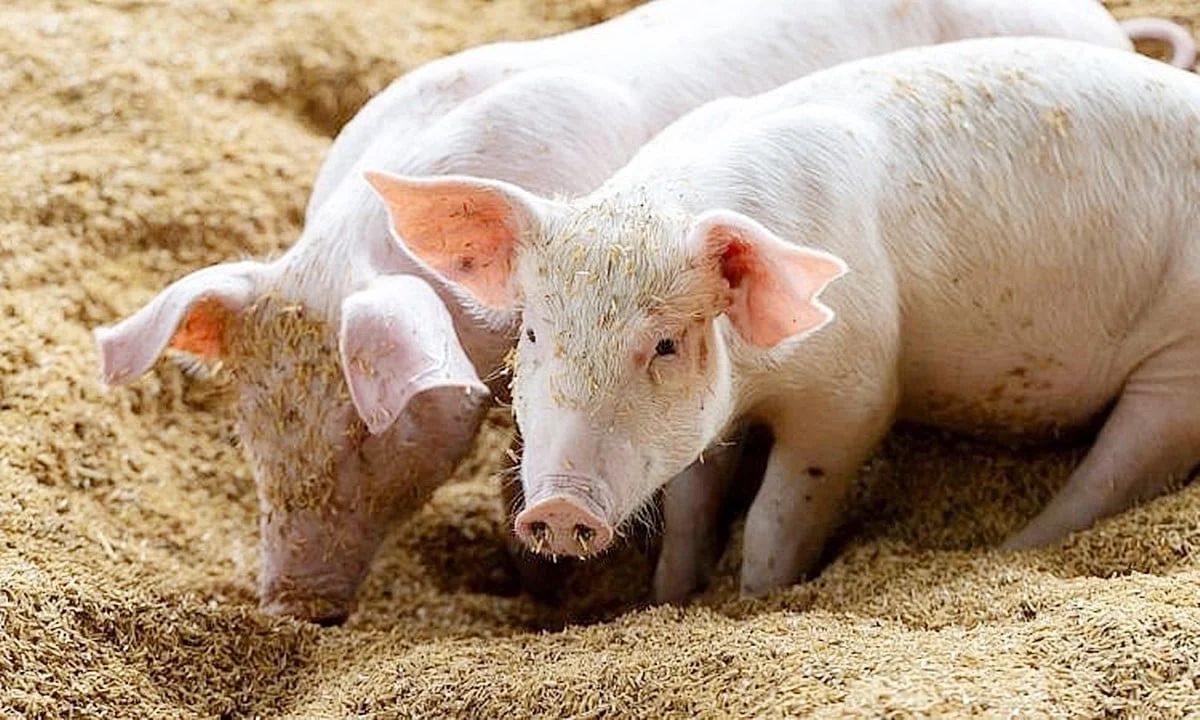 Gi&aacute; heo hơi h&ocirc;m nay 15/1: Đồng loạt tăng (Ảnh minh hoaj)