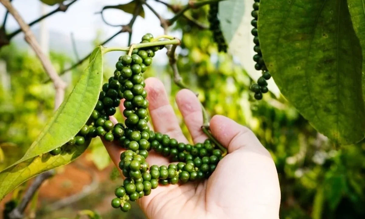 Gi&aacute; ti&ecirc;u h&ocirc;m nay 15/1: Chững lại, dao động 149.000 - 152.000 đồng/kg (Ảnh minh họa)