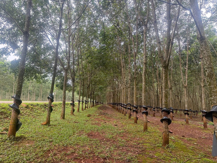 Gi&aacute; cao su h&ocirc;m nay 16/1: Đồng loạt giảm tr&ecirc;n c&aacute;c s&agrave;n giao dịch