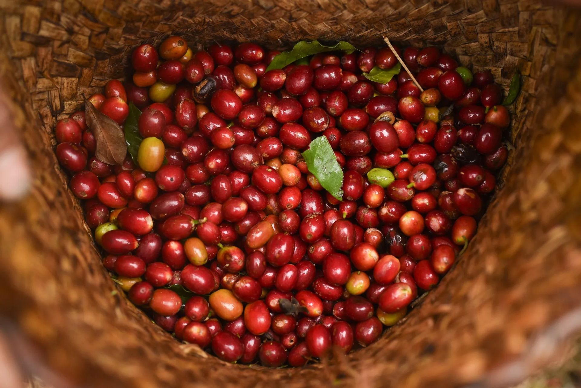 Gi&aacute; c&agrave; ph&ecirc; h&ocirc;m nay 16/1: Tăng nhẹ, T&acirc;y Nguy&ecirc;n tiệm cận 98.500 đồng/kg (Ảnh minh họa)