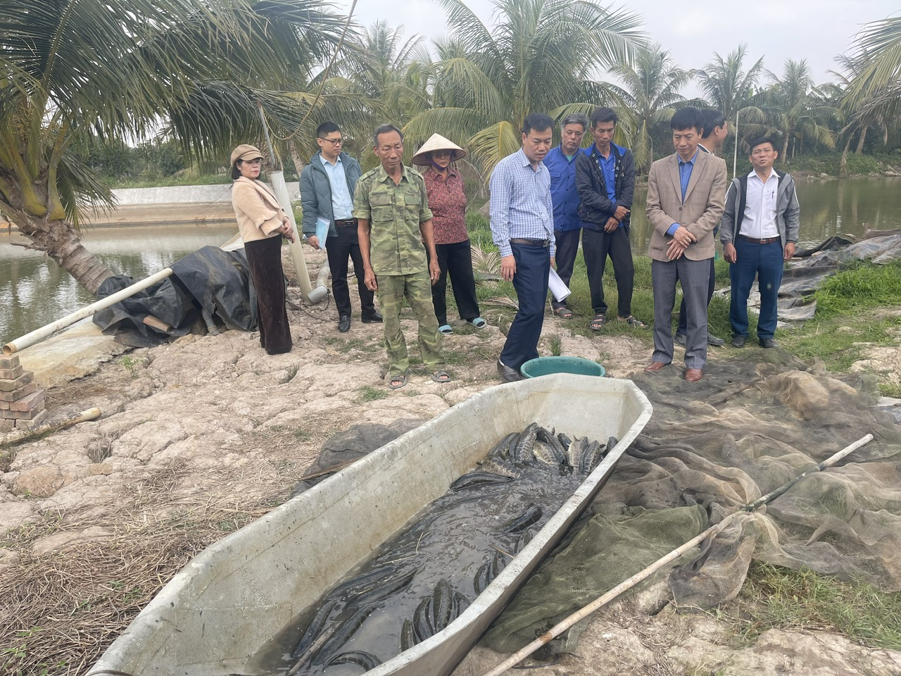 Hải Phòng: Đánh giá hiệu quả mô hình nuôi thương phẩm cá chuối hoa gắn với tiêu thụ sản phẩm