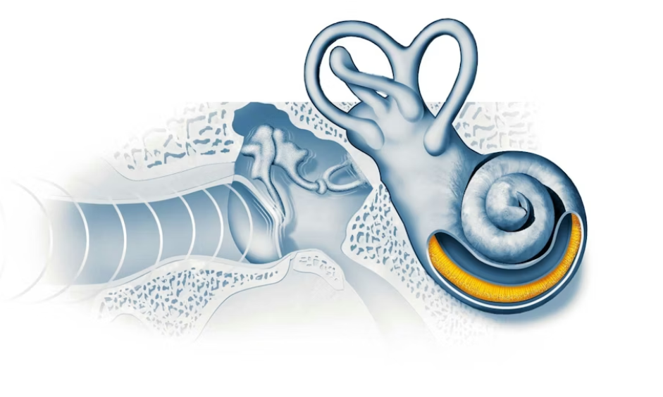 Sự suy giảm của tế b&agrave;o thần kinh l&agrave; nguy&ecirc;n nh&acirc;n g&acirc;y nghe k&eacute;m