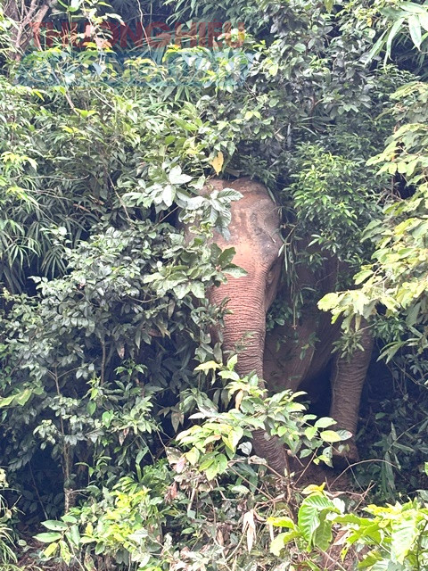 Từng bước thay đ&ocirc;̉i m&ocirc; hình du lịch từ cưỡi Voi sang du lịch th&acirc;n thi&ecirc;̣n với Voi nhằm đưa Voi vào rừng đ&ecirc;̉ bảo v&ecirc;̣ sức khỏe và tăng tu&ocirc;̉i thọ cho Voi&hellip;.