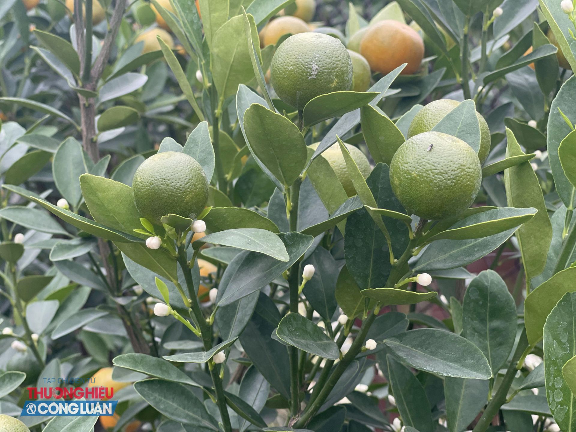 L&agrave;ng quất truyền thống Tứ Li&ecirc;n với gần 450 hộ gắn b&oacute; với nghề trồng quất truyền thống.