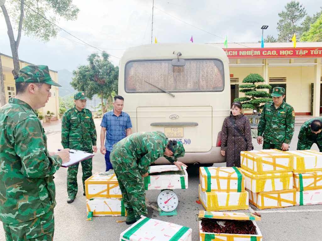 Đội đặc nhiệm ph&ograve;ng chống ma t&uacute;y v&agrave; tội phạm (Bộ đội Bi&ecirc;n ph&ograve;ng tỉnh Quảng Ninh) phối hợp bắt giữ vụ vận chuyển gần 200kg t&ocirc;m h&ugrave;m đất tr&aacute;i ph&eacute;p. Ảnh: NC