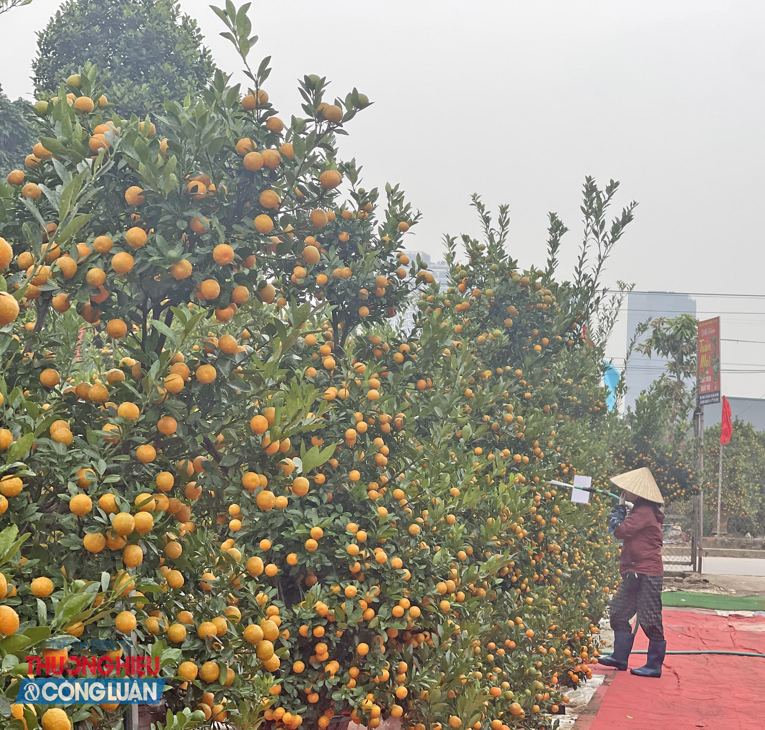 Những ng&agrave;y n&agrave;y, l&agrave;ng quất Tứ Li&ecirc;n bước v&agrave;o giai đoạn cao điểm. C&aacute;c nh&agrave; vườn tất bật l&ecirc;n chậu, tỉa t&aacute;n, tạo d&aacute;ng v&agrave; trang tr&iacute; những gốc quất lớn để kịp đưa ra thị trường Tết.