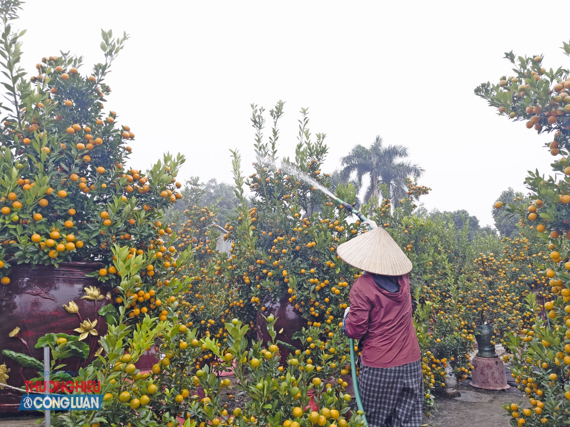 Người d&acirc;n li&ecirc;n tục tưới ti&ecirc;u, kiểm tra v&agrave; chăm s&oacute;c c&acirc;y, sẵn s&agrave;ng phục vụ m&ugrave;a ti&ecirc;u thụ cao điểm dịp Tết Nguy&ecirc;n đ&aacute;n.