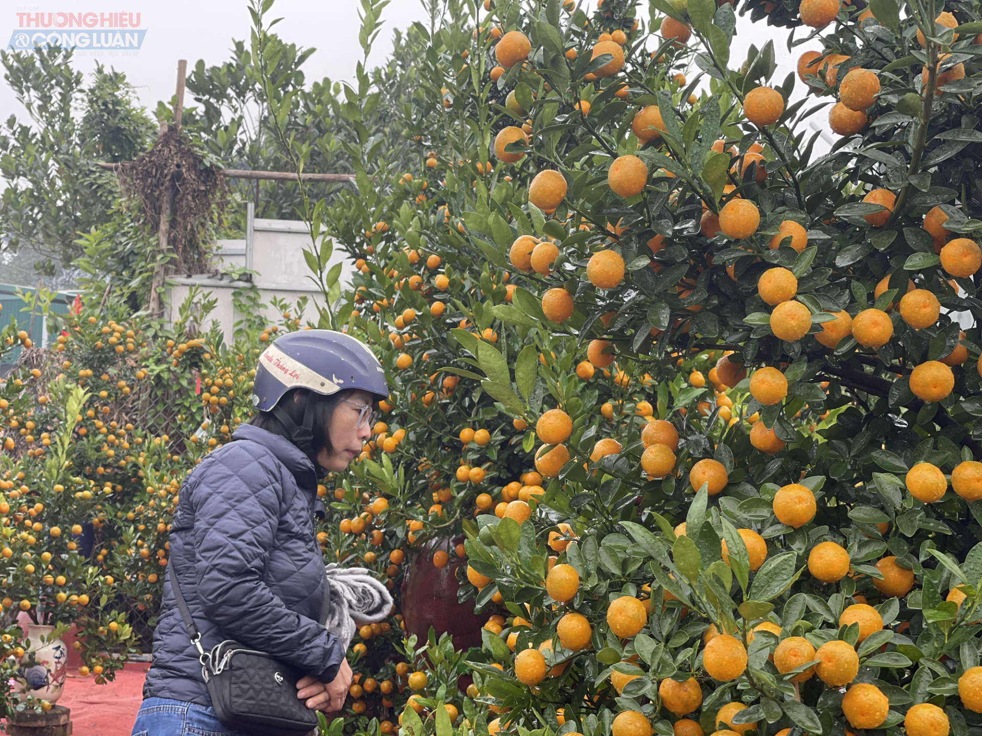 D&ugrave; c&ograve;n khoảng 30 ng&agrave;y nữa mới đến Tết, nhiều c&acirc;y quất đ&atilde; được tiểu thương v&agrave; kh&aacute;ch h&agrave;ng lựa chọn, đặt cọc từ sớm.